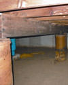 Mold and rot thriving in a dirt floor crawl space in St. Louis