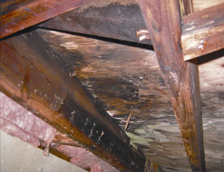 mold and rot in a Springfield crawl space