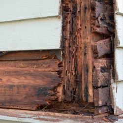 termite damaged wood in a Champaign crawl space