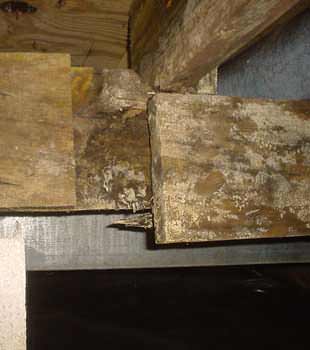 Extensive basement rot found in St. Charles by Woods Basement Systems, Inc.