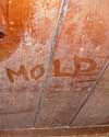 The word mold written with a finger on a moldy wood wall in St. Peters