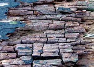 Dry rot damaging wood in Danville