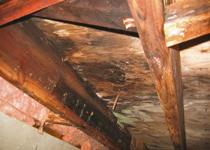 Extensive crawl space rot damage growing in Marion